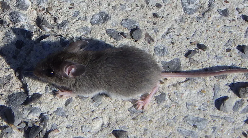 A house mouse photographed at close range